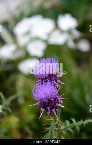 Cynara hystrix, syn Cynara baetica ssp maroccana, Zwerg Artischocke, Globus, Blumen, Blume, Blüte, RM Floral Stockfoto