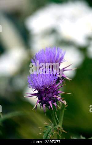 Cynara hystrix, syn Cynara baetica ssp maroccana, Zwerg Artischocke, Globus, Blumen, Blume, Blüte, RM Floral Stockfoto