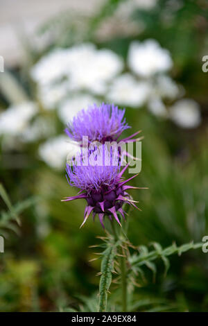 Cynara hystrix, syn Cynara baetica ssp maroccana, Zwerg Artischocke, Globus, Blumen, Blume, Blüte, RM Floral Stockfoto