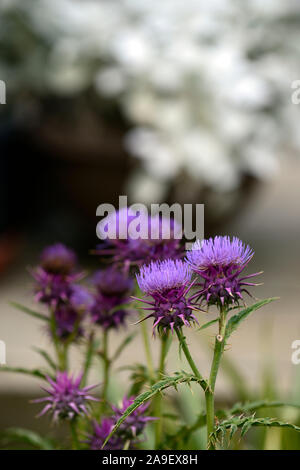 Cynara hystrix, syn Cynara baetica ssp maroccana, Zwerg Artischocke, Globus, Blumen, Blume, Blüte, RM Floral Stockfoto