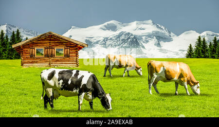 Kühe auf der Weide Stockfoto