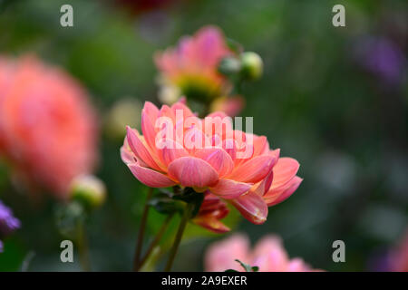 Dahlie pam Howden, waterlily Dahlia, Dahlien, Coral orange rote Blume, Blumen, Blüte, RM Floral Stockfoto