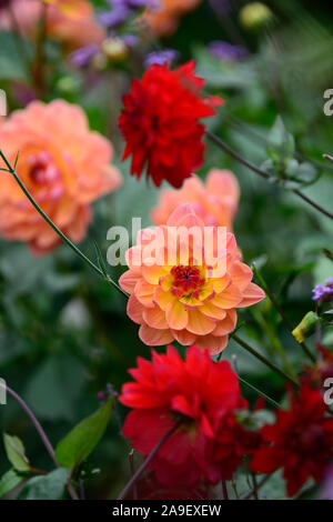 Dahlie pam Howden, waterlily Dahlia, Dahlien, Coral orange rote Blume, Blumen, Blüte, RM Floral Stockfoto