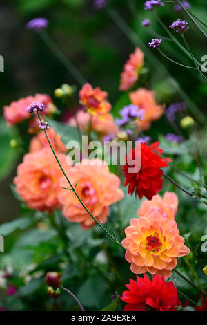 Dahlie pam Howden, waterlily Dahlia, Dahlien, Coral orange rote Blume, Blumen, Blüte, RM Floral Stockfoto