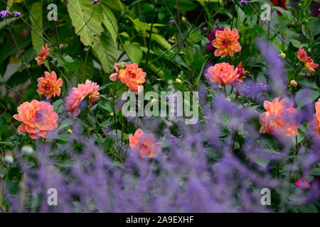 Dahlie pam Howden, waterlily Dahlia, Dahlien, Coral orange rote Blume, Blumen, Blüte, RM Floral Stockfoto