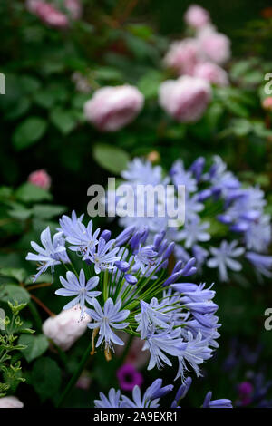 Agapanthus blaue Blumen, rosa Rose James Galway, James Galway, mehrjährig, mixed borders, Garten, Gärten, blühenden, RM Floral Stockfoto