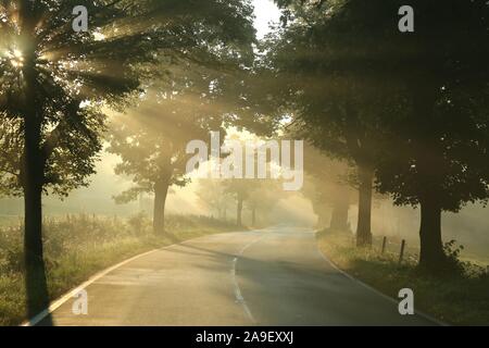 Land straße auf einem nebligen Herbstmorgen. Die aufgehende Sonne geht durch die Äste der Bäume. Stockfoto
