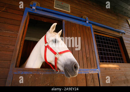 Kranj, Slowenien, 10. Juni 2008: ein Lipizzaner Pferd schaut aus einem Stall im Brdo Estate in der Nähe von Kranj, Slowenien. Stockfoto