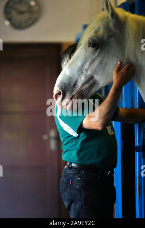 Brdo, Kranj, Slowenien, 10. Juni 2008: ein Mann streichelt ein Lipizzaner Pferd in den Stallungen des Brdo Estate in Slowenien. Stockfoto