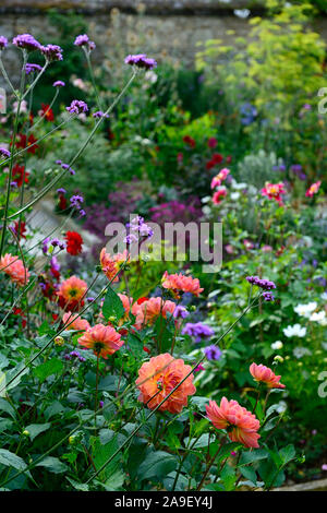 Die Dillon Garten, Helen Dillon, Plantswoman, Dun Mhuire, Seafield Ave, Monkstown, Dublin, Irland, Staudenbeet, Stauden, üppige Bepflanzung, geran Stockfoto