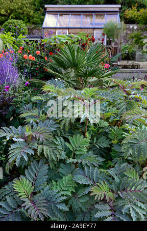 Melianthus major Purple Haze, Honig Bush, glaucous Laub, Blätter, Garten, Gärten, Ausschreibung, mehrjährig, RM Floral Stockfoto