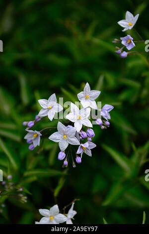 Solanum Jasminoides Blue Ice, Solanum laxum Blue Ice, chilenische Kartoffel, Rebe, weiß blaue Blumen, Blume, Blüte, Bergsteiger, RM Floral Stockfoto