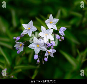 Solanum Jasminoides Blue Ice, Solanum laxum Blue Ice, chilenische Kartoffel, Rebe, weiß blaue Blumen, Blume, Blüte, Bergsteiger, RM Floral Stockfoto