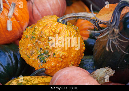 Herbst Ernte bunte Kürbisse und Kürbisse in verschiedenen Sorten Stockfoto