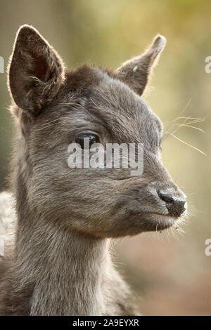 Nahaufnahme Porträt einer jungen Red deer Kalb in der Natur Stockfoto