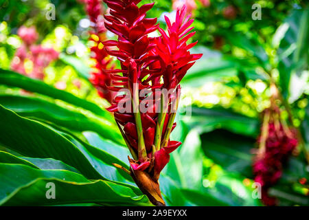 Schöne Blumen wie Hibiskus, Heliconia, Sonnenblumen in der Karibik gefunden Stockfoto