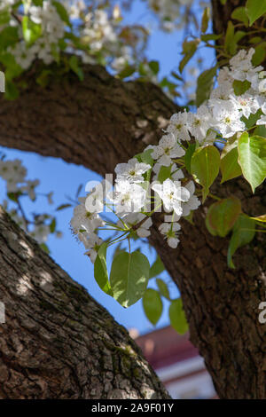 Blumen, Rinde und Blätter eines städtischen Nashi oder sand Birne (Pyrus pyrifolia) Baum, St John's Villas, London N 19. Stockfoto