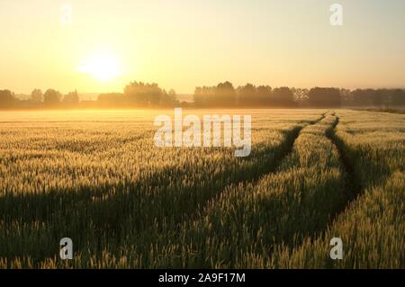 Sonnenaufgang über einem Feld von Getreide an einem nebligen Frühlingstag. Landschaft, Landschaft in der Morgendämmerung. Stockfoto