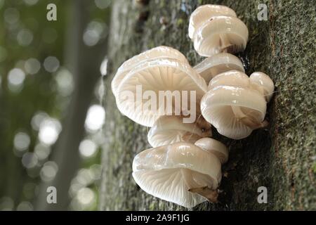 Familie der Pilze auf einem Baumstamm im Herbst Wald. Makro, in der Nähe der Anlage im Wald. Stockfoto