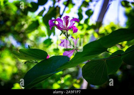 Schöne Blumen wie Hibiskus, Heliconia, Sonnenblumen in der Karibik gefunden Stockfoto