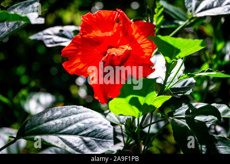 Schöne Blumen wie Hibiskus, Heliconia, Sonnenblumen in der Karibik gefunden Stockfoto