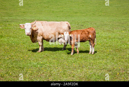 Kuh mit Kalb Stockfoto