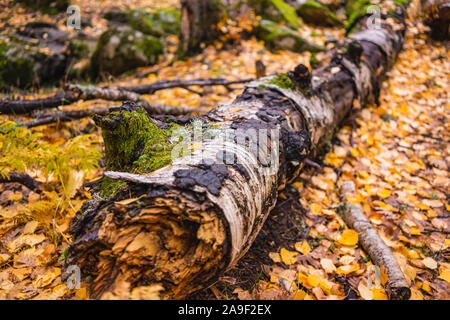 Gefallenen Baum durch Laub und Moos in einer birch Grove im Herbst abgedeckt Stockfoto