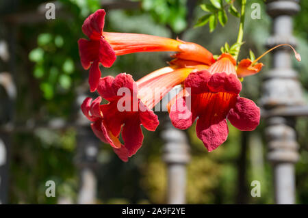 Schöne rote tropische Blumen an einem sonnigen Tag. Exotische Natur Hintergrund Stockfoto