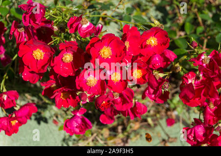 Leuchtend roten Blüten der Dog Rose Strauch. Floral background Stockfoto