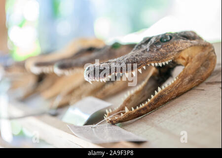 Alligator Köpfe für den Verkauf in den Mississippi River Delta von New Orleans. Stockfoto