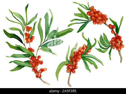 Aquarell von Sanddorn Zweige mit Blättern und Beeren. Drei verschiedene Zweige raster Vorlage. Design für Hüllen, Verpackungen, Hintergründe Stockfoto