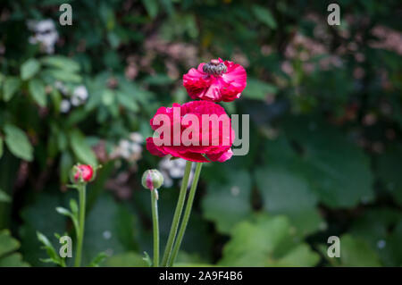 Roter Mohn Blumen im Garten mit grünen Blättern auf dem Hintergrund Stockfoto