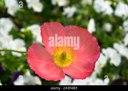 Blühende rosa Mohnblüte auf Blumenbeet mit weißen Blumen auf dem Hintergrund Stockfoto