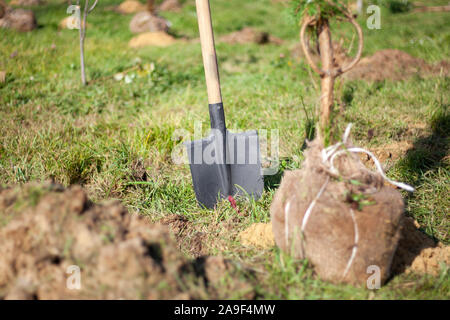 Die Anpflanzung von Bäumen in den Boden. Garten Werkzeuge für das Graben der Masse. Pflanzen ein sämling und Fürsorge für sie. Freiwillige den Wald neu zu erfinden. Erstellung eines t Stockfoto