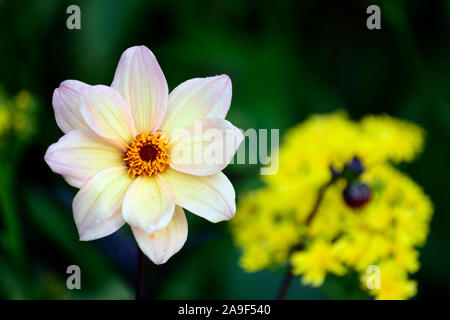 Dahlie, Pfingstrose Dahlien, Sämling, Pfirsich Aprikose Blumen, Blüte, RM floral Stockfoto