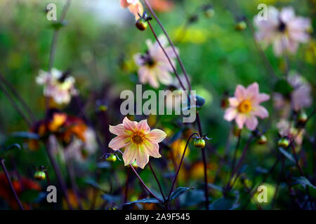 Dahlie, Pfingstrose Dahlien, Sämling, Pfirsich Aprikose Blumen, Blüte, RM floral Stockfoto