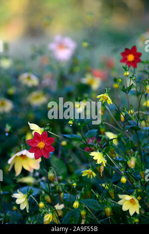 Dahlie, Pfingstrose Dahlien, Sämling, Pfirsich Aprikose Blumen, Blüte, RM floral Stockfoto