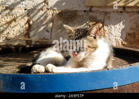 Katze ruht auf einem Fass in Supetar, Brac, Kroatien Stockfoto