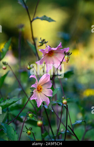 Dahlie, Pfingstrose Dahlien, Sämling, Pfirsich Aprikose Blumen, Blüte, RM floral Stockfoto