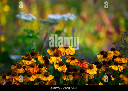 helenium sahins frühe Blüte Stockfoto