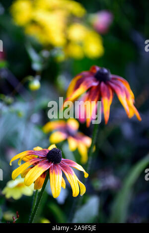 Rudbeckia hirta, orange braun rotbraun Blätter, Blüten, kurze mehrjährig lebte, RM Floral Stockfoto