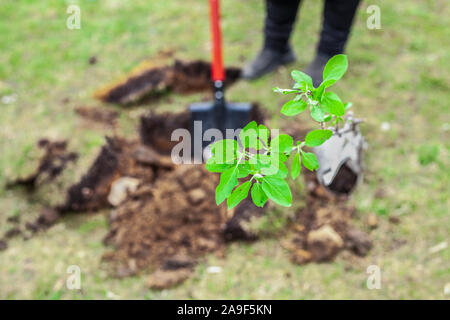 Die Anpflanzung von Bäumen in den Boden. Garten Werkzeuge für das Graben der Masse. Pflanzen ein sämling und Fürsorge für sie. Freiwillige den Wald neu zu erfinden. Erstellung eines t Stockfoto