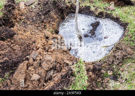 Die Anpflanzung von Bäumen in den Boden. Garten Werkzeuge für das Graben der Masse. Pflanzen ein sämling und Fürsorge für sie. Freiwillige den Wald neu zu erfinden. Erstellung eines t Stockfoto