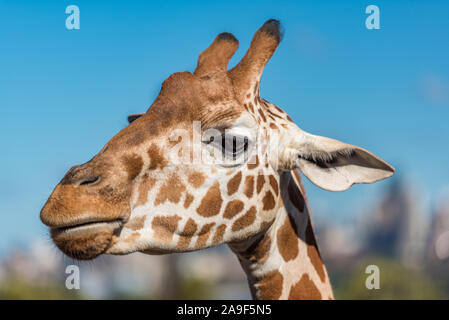 In der Nähe von Giraffen an einem sonnigen Tag mit blauen Himmel im Hintergrund Stockfoto