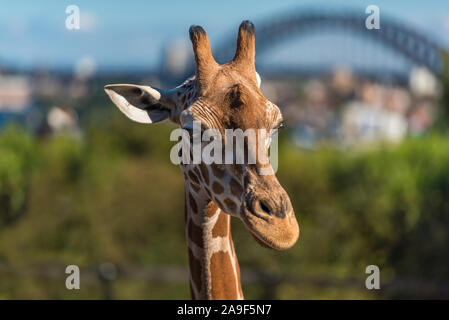 Erwachsene giraffe an einem sonnigen Tag und an den Sydney Harbour Bridge im Hintergrund. Wildlife und urbane Landschaft Stockfoto