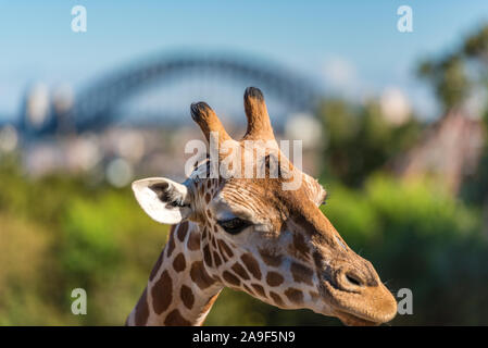 Erwachsene giraffe an einem sonnigen Tag und an den Sydney Harbour Bridge im Hintergrund. Wildlife und urbane Landschaft Stockfoto