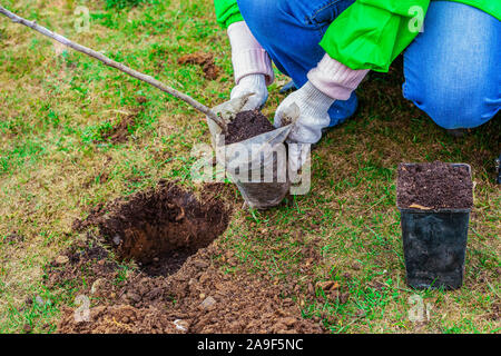 Die Anpflanzung von Bäumen in den Boden. Garten Werkzeuge für das Graben der Masse. Pflanzen ein sämling und Fürsorge für sie. Freiwillige den Wald neu zu erfinden. Erstellung eines t Stockfoto