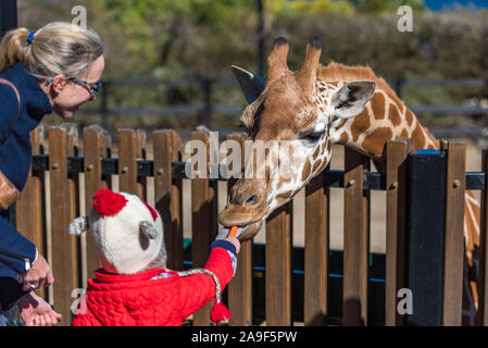 Sydney, Australien - 23. Juli 2016: Menschen Karotten zu füttern Giraffen. Die Fütterung der Giraffen Attraktion am Taronga Zoo Stockfoto