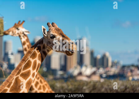 Sydney, Australien - 23. Juli 2016: niedlichen Giraffen am Taronga Zoo mit tollen Blick auf den Hafen von Sydney, Sydney CBD und Sydney Opera House Stockfoto