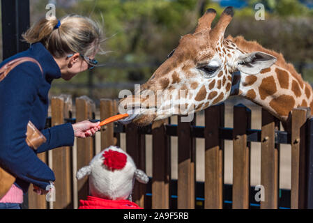 Sydney, Australien - 23. Juli 2016: Menschen Karotten zu füttern Giraffen. Die Fütterung der Giraffen Attraktion am Taronga Zoo Stockfoto